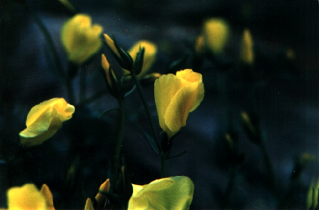 wild flowers of Einali